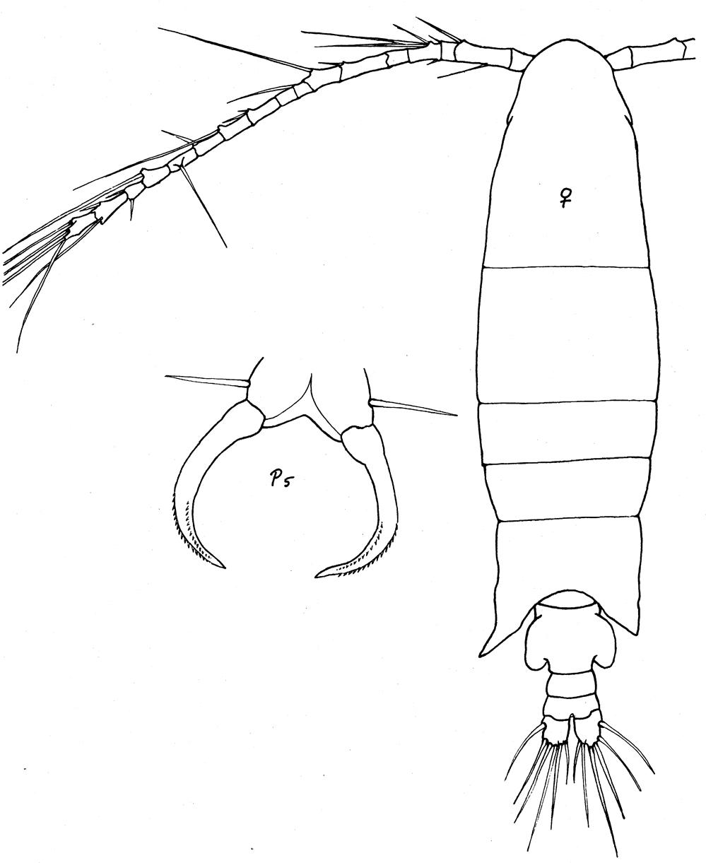 Species Paracartia africana - Plate 6 of morphological figures
