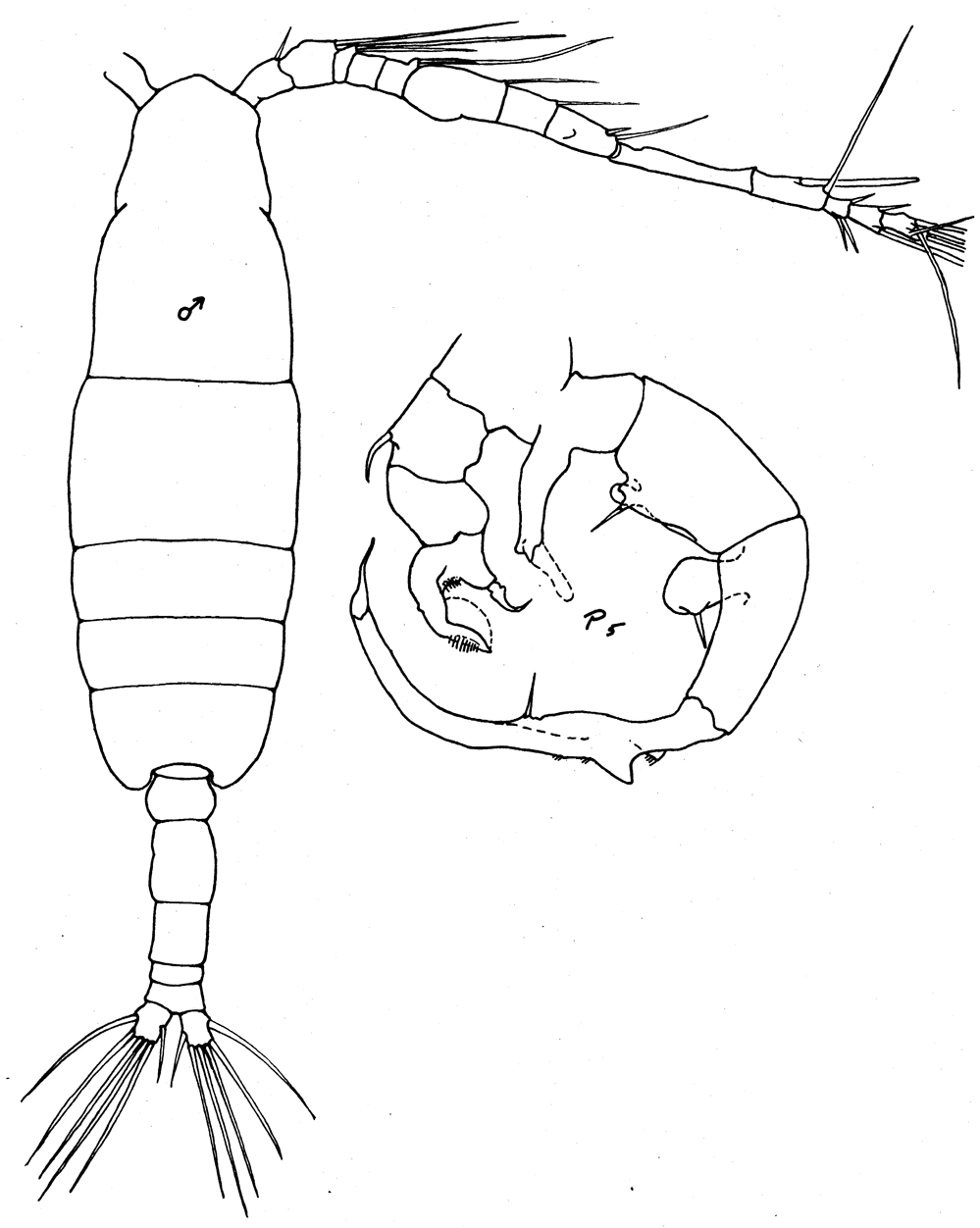 Species Paracartia africana - Plate 7 of morphological figures