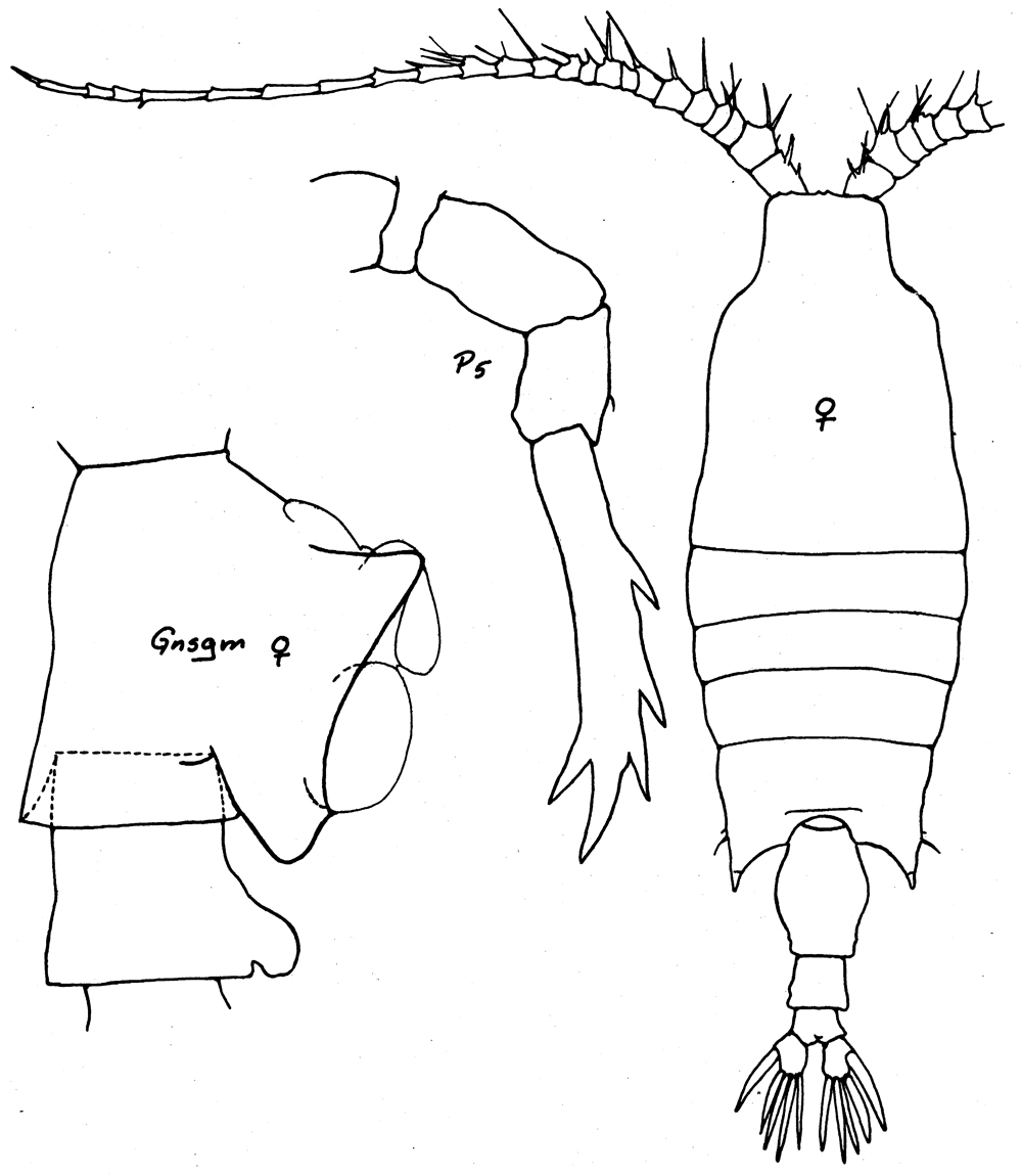 Species Candacia cheirura - Plate 11 of morphological figures