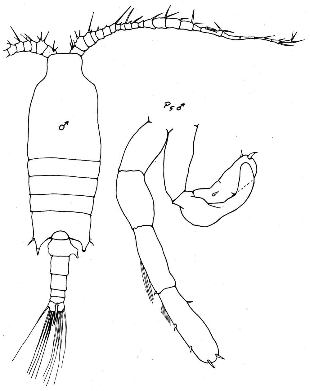Species Candacia cheirura - Plate 12 of morphological figures