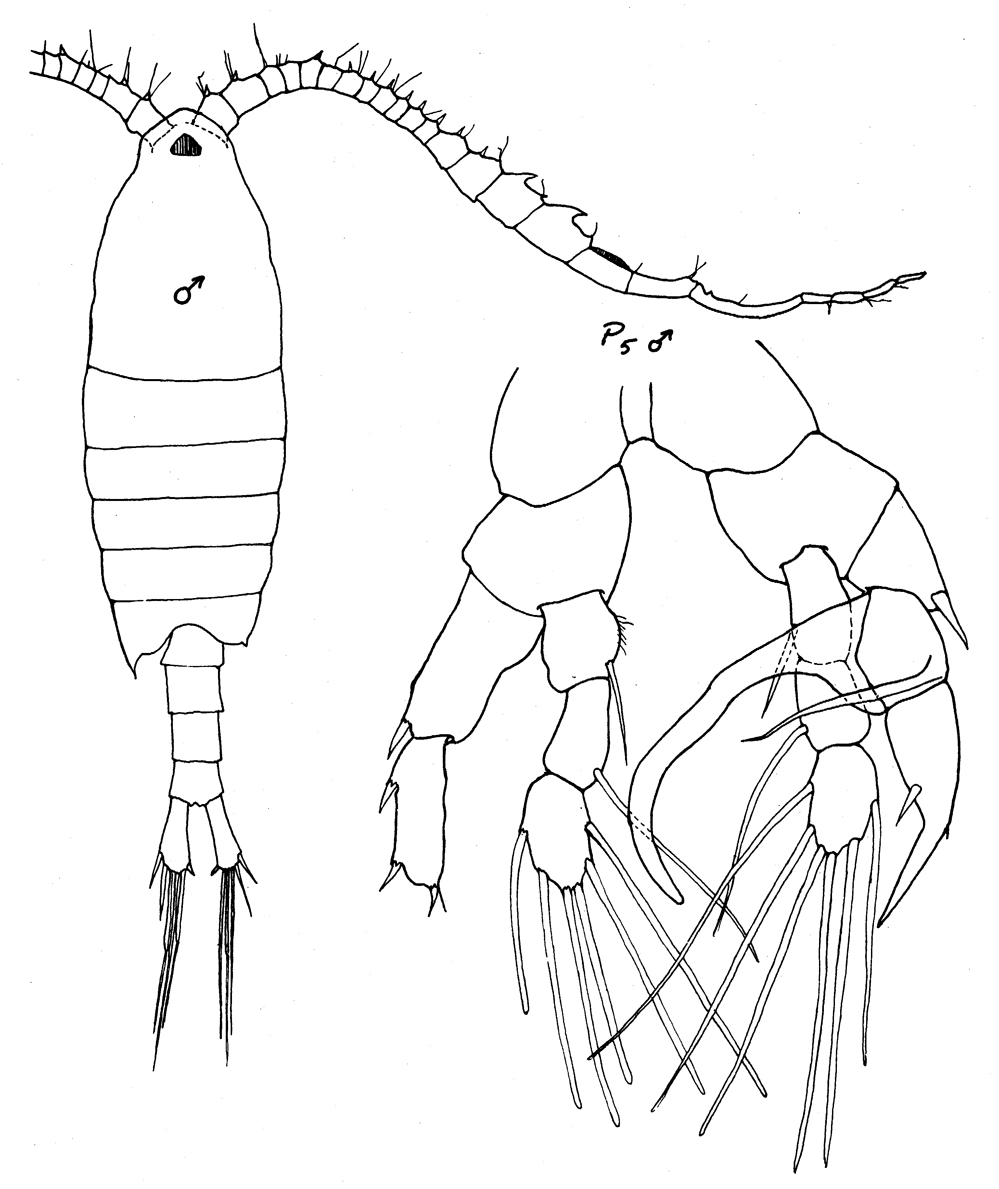 Espèce Centropages brachiatus - Planche 8 de figures morphologiques