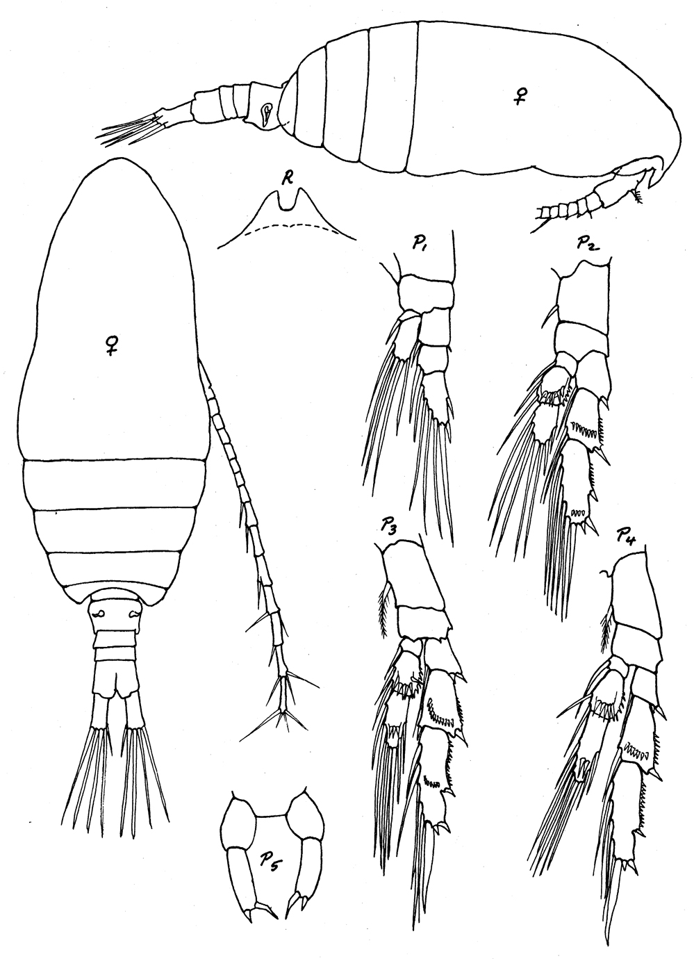 Species Parvocalanus scotti - Plate 3 of morphological figures
