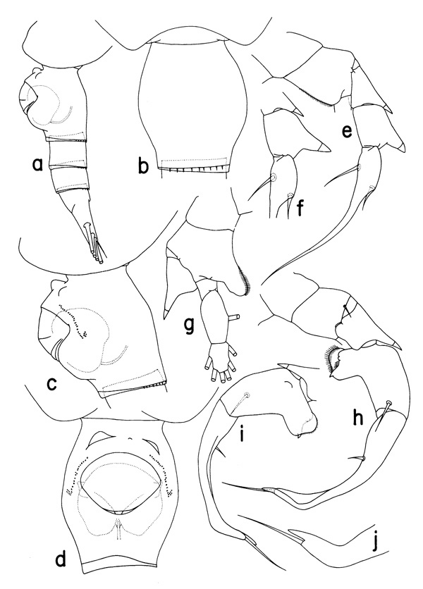 Espèce Heterorhabdus ankylocolus - Planche 1 de figures morphologiques