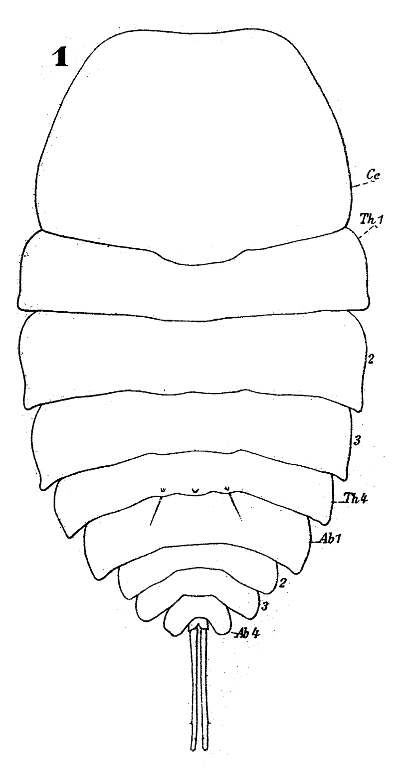 Espèce Copilia quadrata - Planche 9 de figures morphologiques