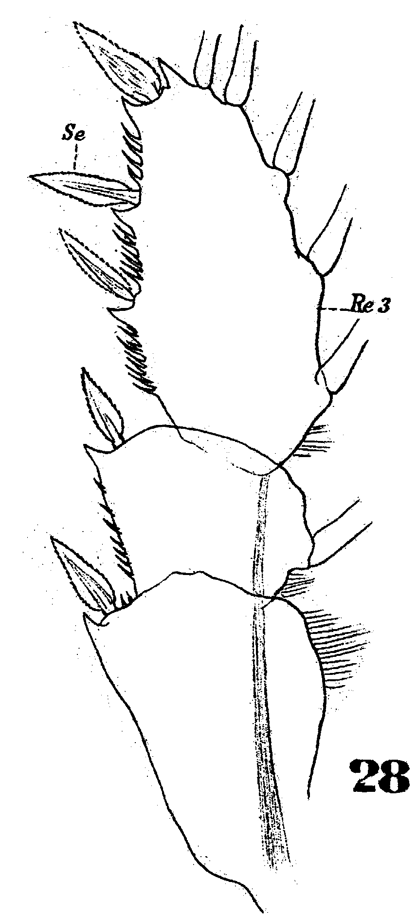 Espèce Copilia quadrata - Planche 11 de figures morphologiques