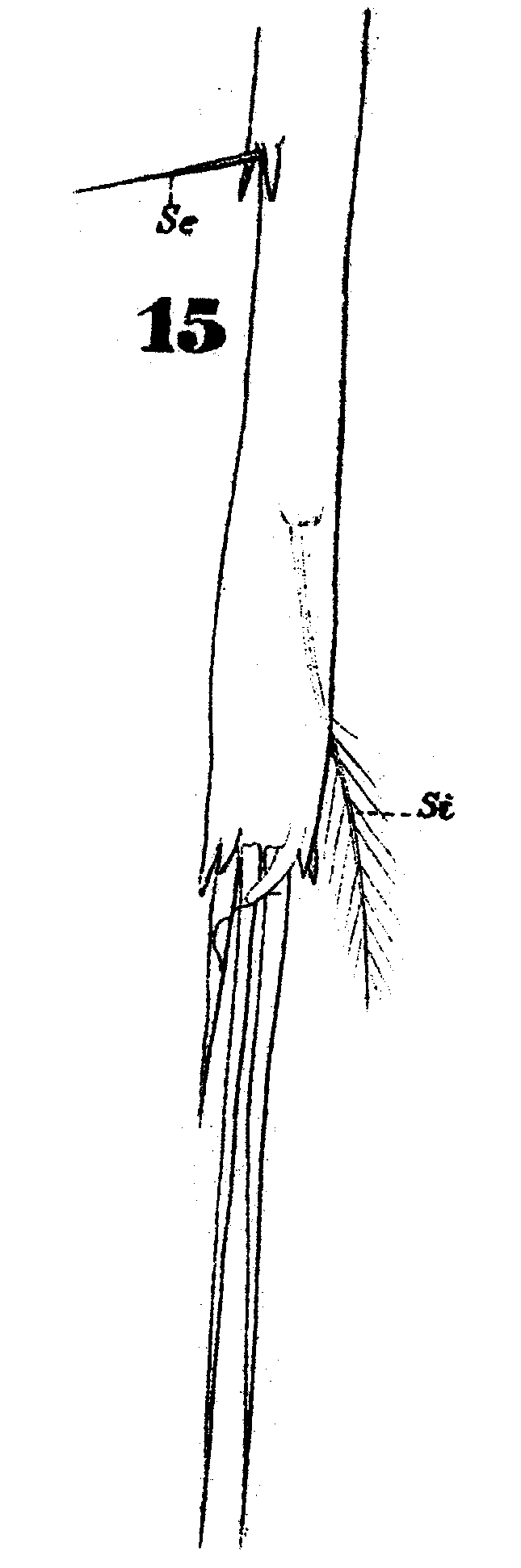 Espèce Copilia quadrata - Planche 19 de figures morphologiques