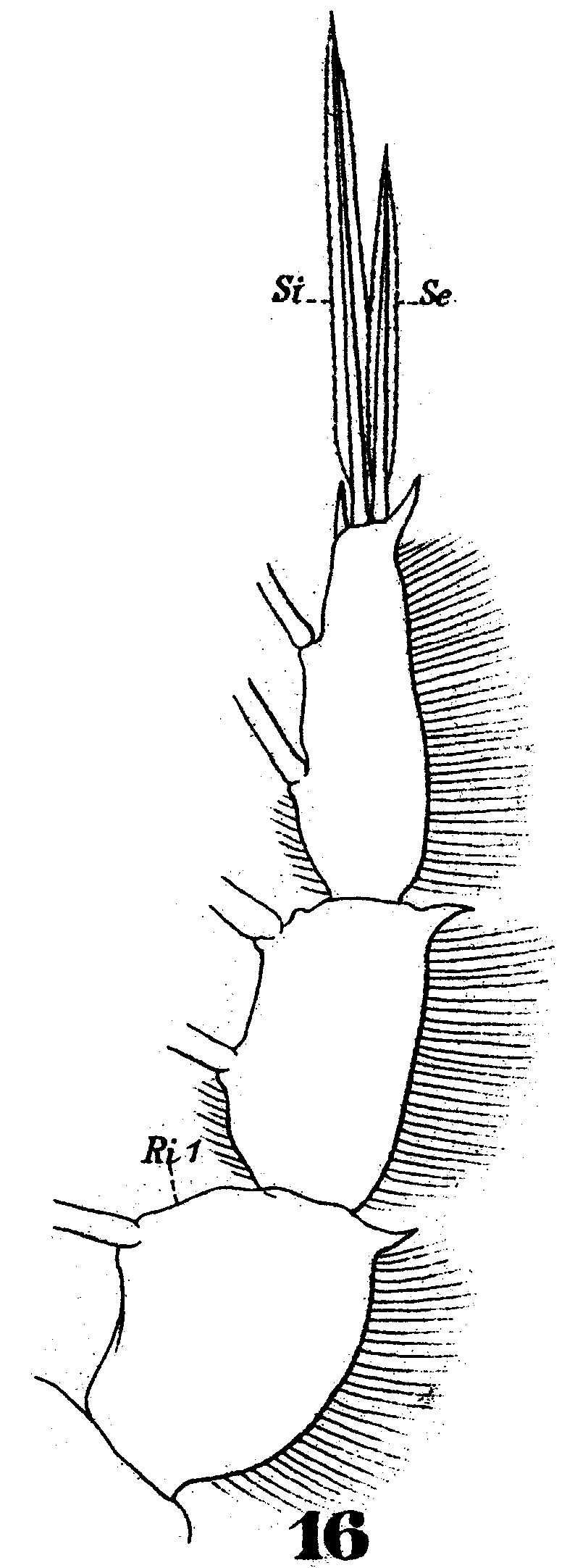 Espèce Copilia quadrata - Planche 8 de figures morphologiques