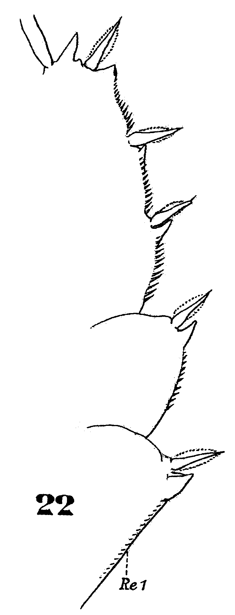 Espèce Copilia quadrata - Planche 7 de figures morphologiques