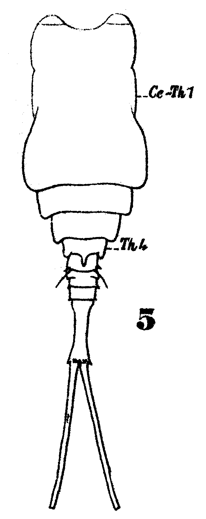 Espce Copilia mirabilis - Planche 6 de figures morphologiques