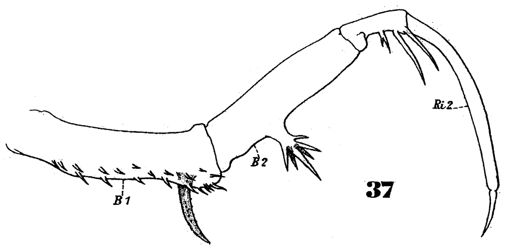 Species Copilia mirabilis - Plate 8 of morphological figures