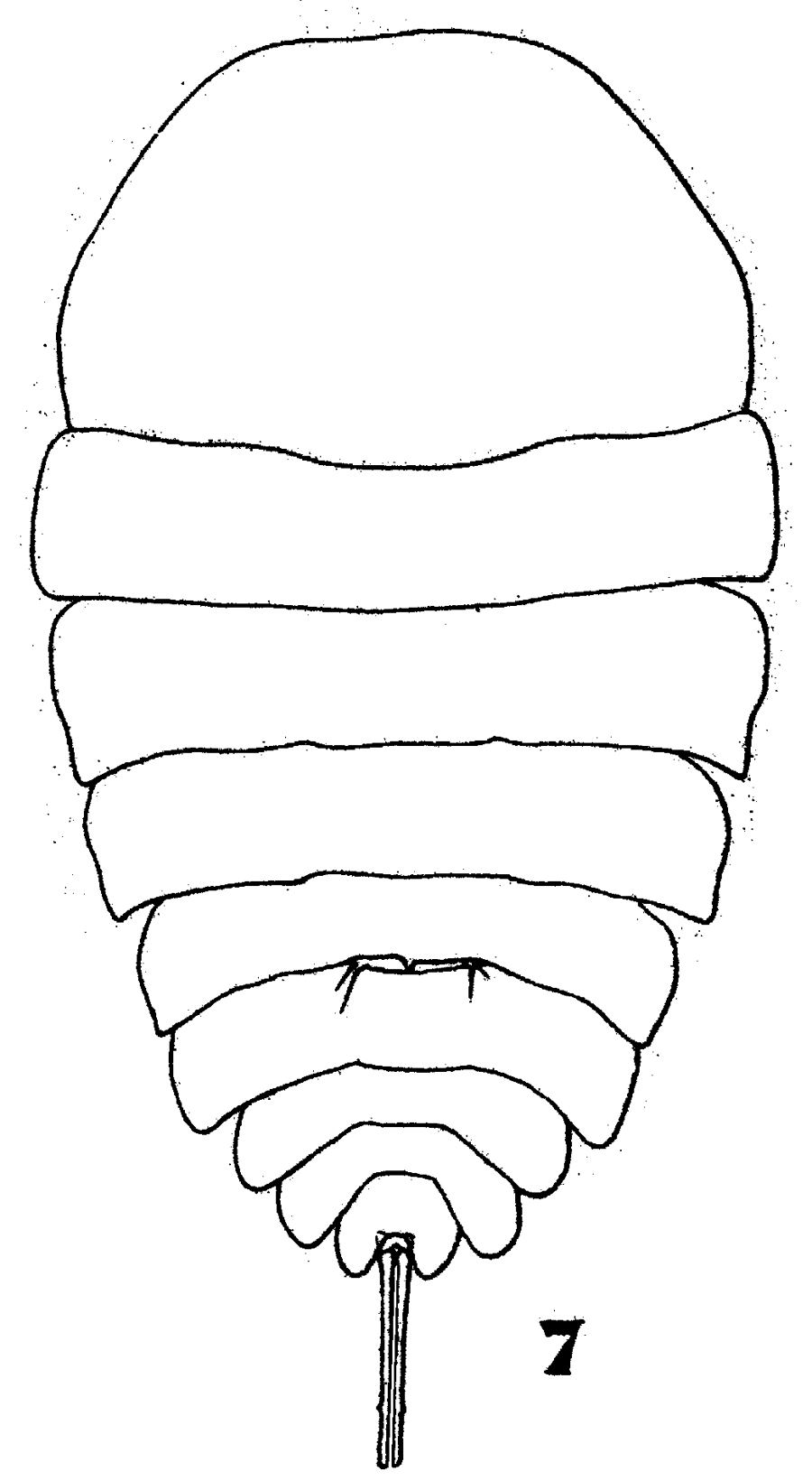 Espce Copilia mirabilis - Planche 9 de figures morphologiques