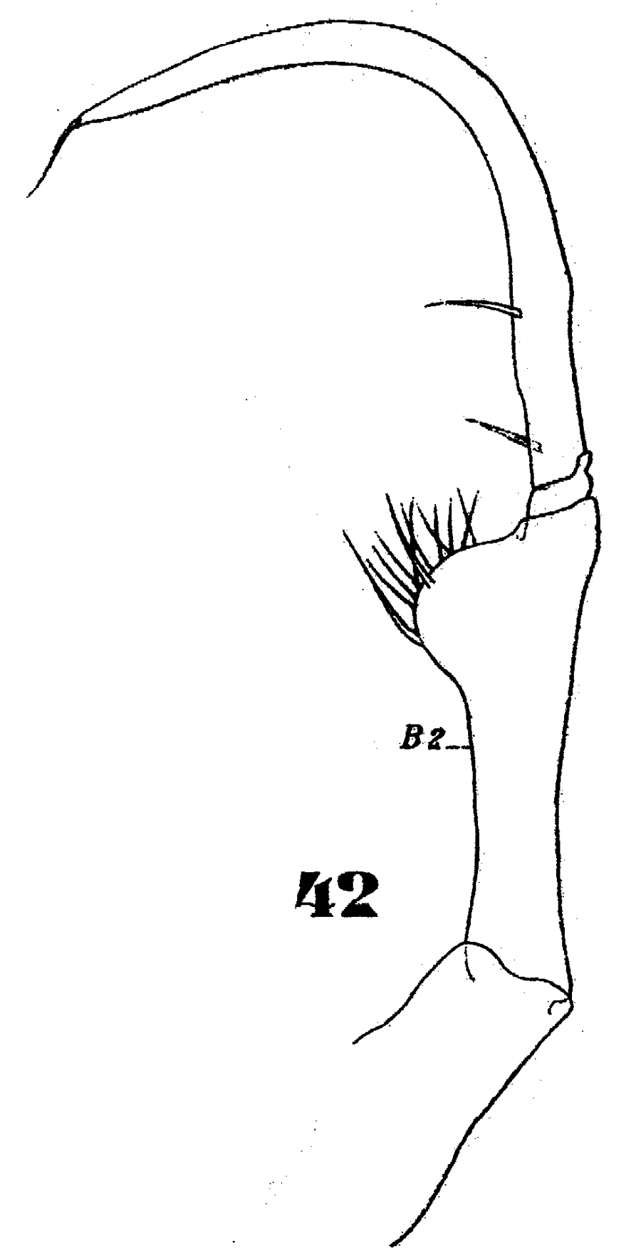 Espèce Copilia mirabilis - Planche 11 de figures morphologiques
