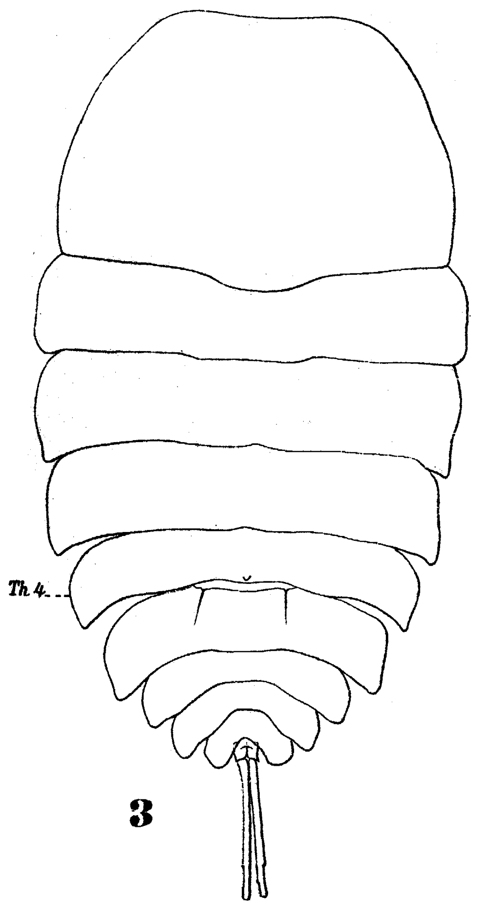 Species Copilia lata - Plate 2 of morphological figures