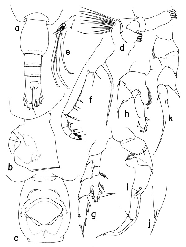Species Heterorhabdus subspinifrons - Plate 1 of morphological figures