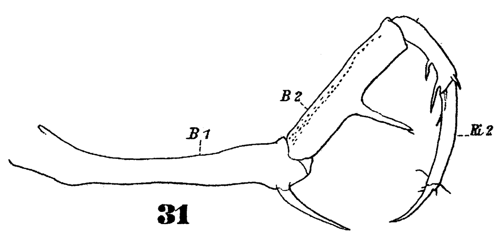 Espèce Copilia mediterranea - Planche 6 de figures morphologiques