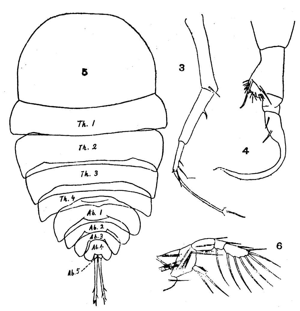 Species Copilia mirabilis - Plate 13 of morphological figures