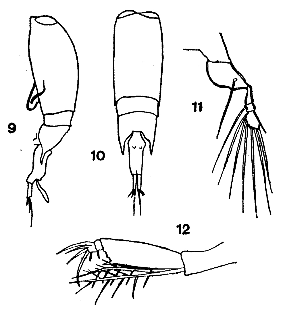 Species Farranula concinna - Plate 5 of morphological figures