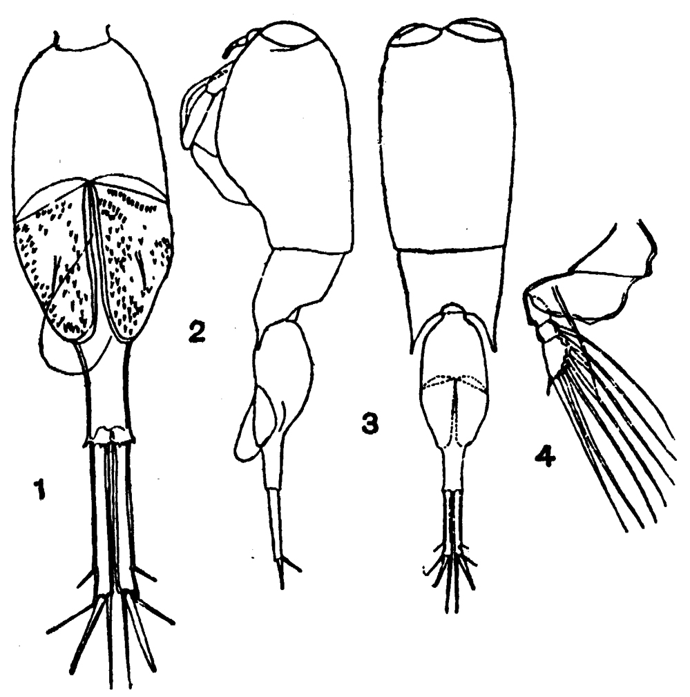 Espèce Farranula gibbula - Planche 14 de figures morphologiques