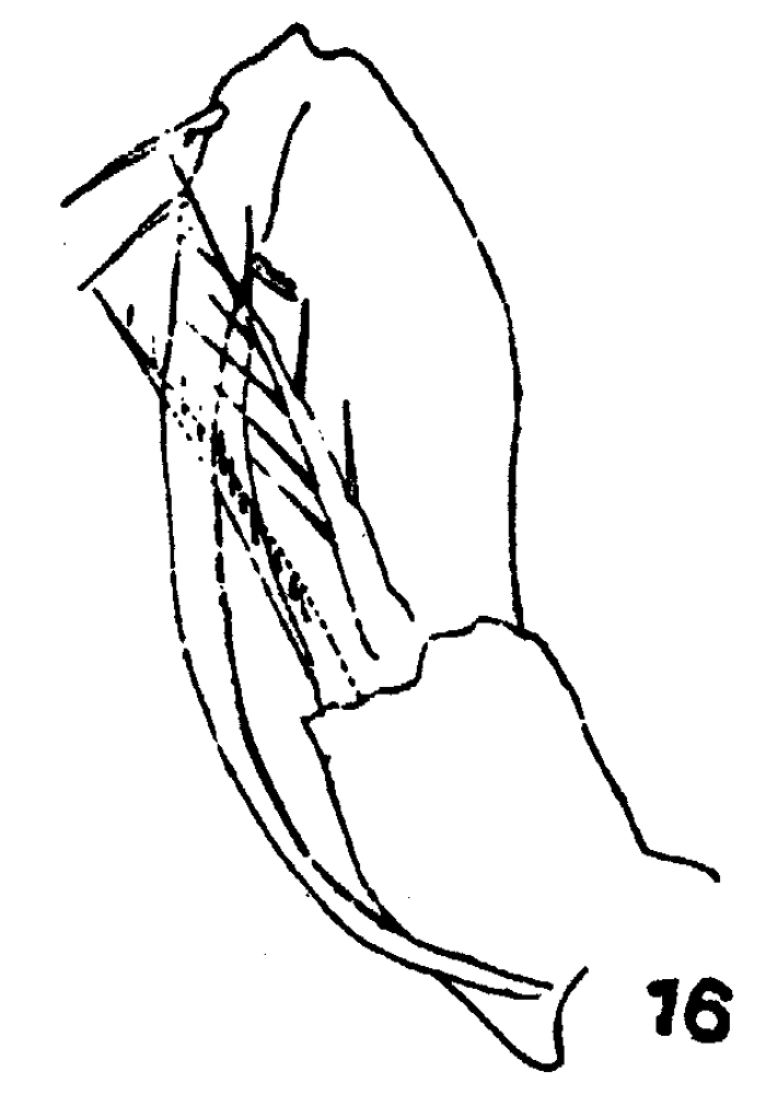 Espèce Farranula gibbula - Planche 15 de figures morphologiques