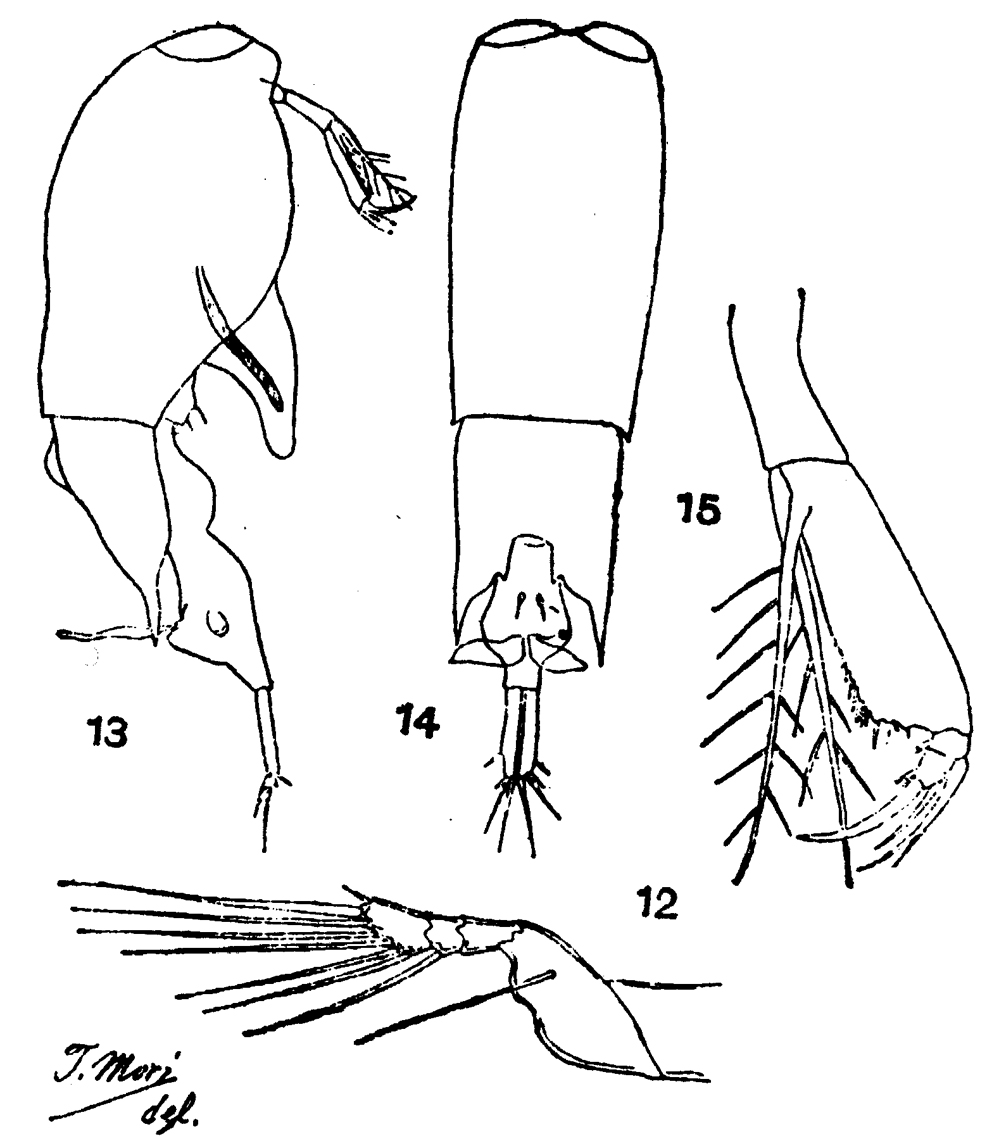 Espèce Farranula gibbula - Planche 13 de figures morphologiques