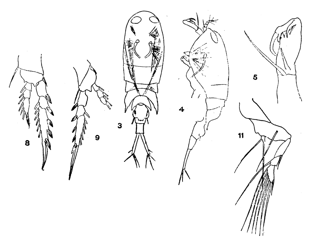 Species Corycaeus (Ditrichocorycaeus) affinis - Plate 6 of morphological figures