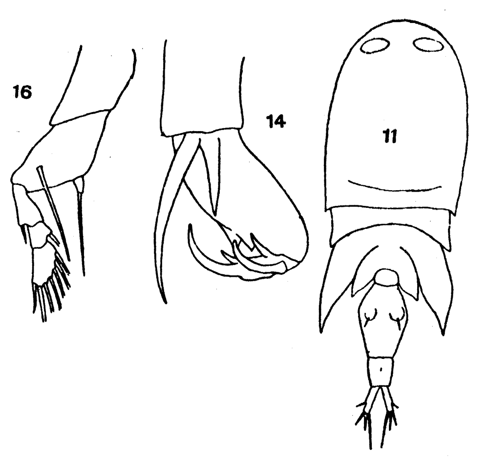 Species Corycaeus (Onychocorycaeus) ovalis - Plate 9 of morphological figures