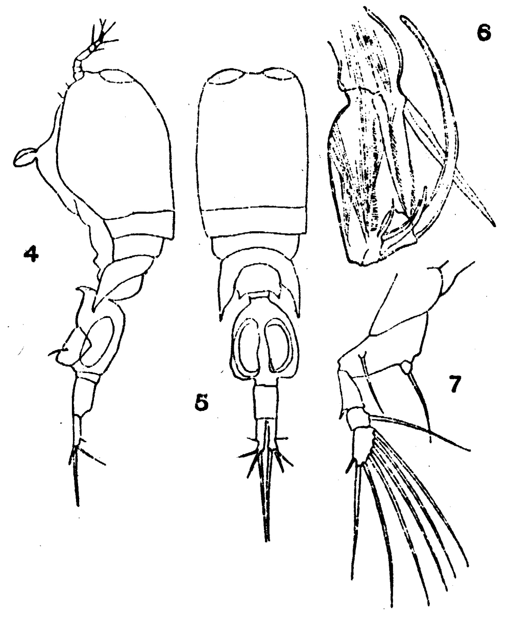 Species Corycaeus (Onychocorycaeus) pacificus - Plate 15 of morphological figures