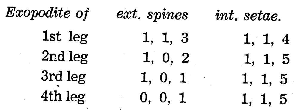 Espèce Oithona sp. - Planche 2 de figures morphologiques