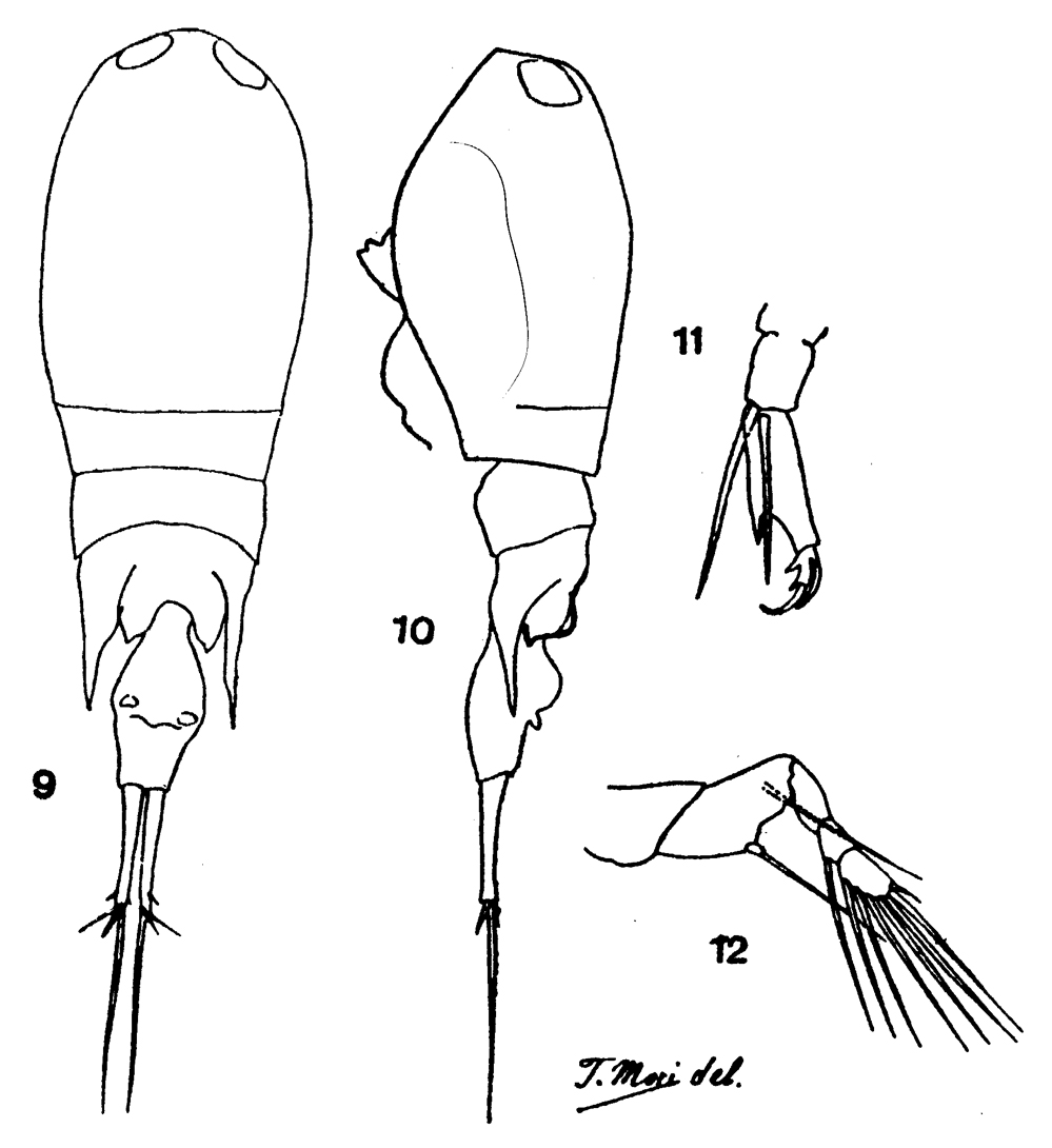 Espce Corycaeus (Agetus) flaccus - Planche 15 de figures morphologiques