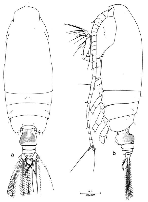 Espèce Euchirella paulinae - Planche 1 de figures morphologiques