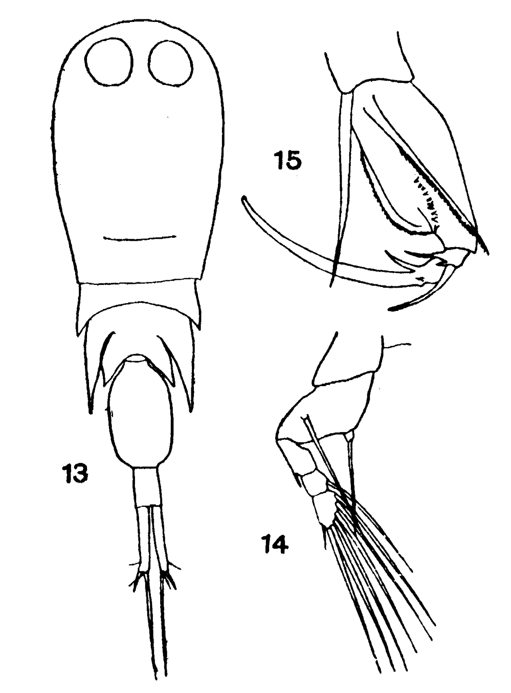 Espce Corycaeus (Agetus) flaccus - Planche 16 de figures morphologiques