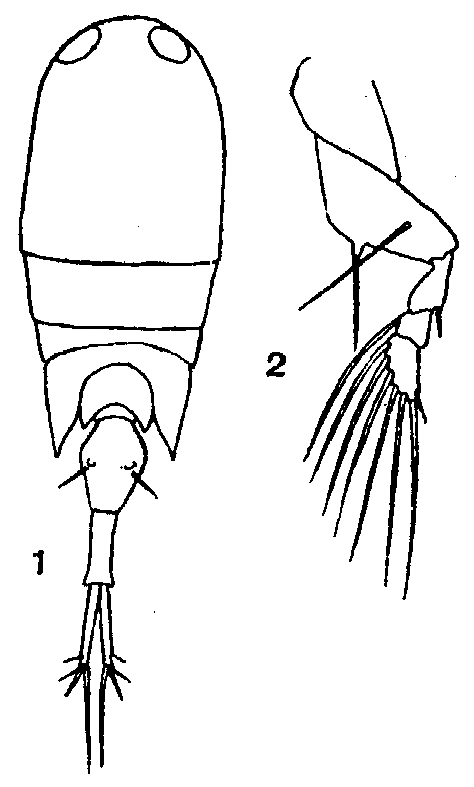 Espce Corycaeus (Onychocorycaeus) agilis - Planche 16 de figures morphologiques