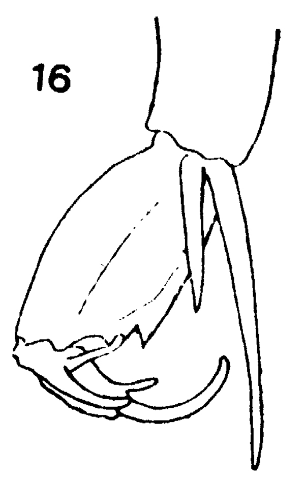 Espce Corycaeus (Onychocorycaeus) agilis - Planche 15 de figures morphologiques