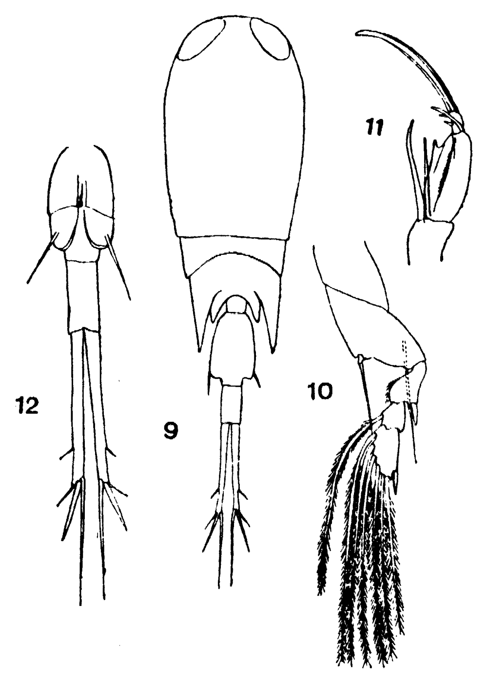 Species Corycaeus (Corycaeus) speciosus - Plate 19 of morphological figures