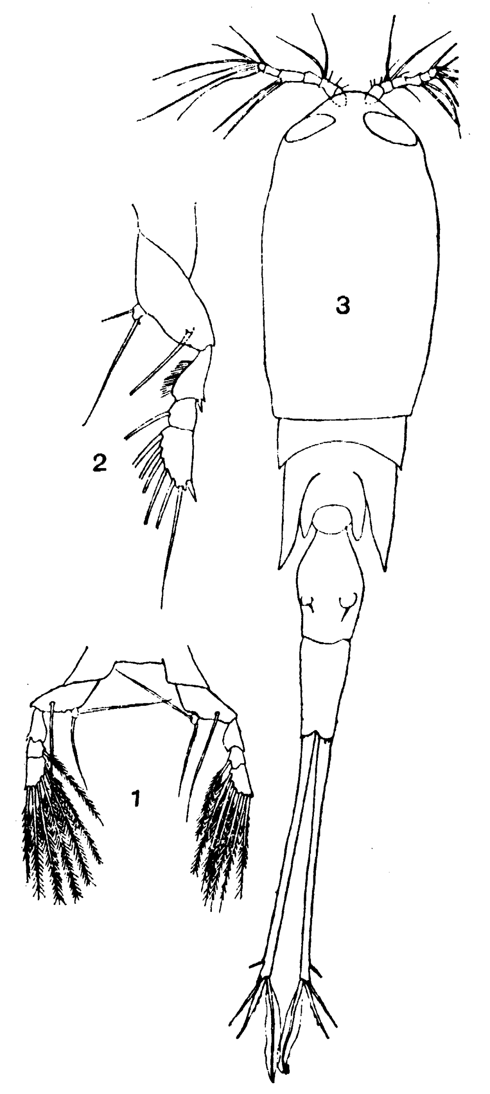 Espèce Corycaeus (Urocorycaeus) lautus - Planche 18 de figures morphologiques