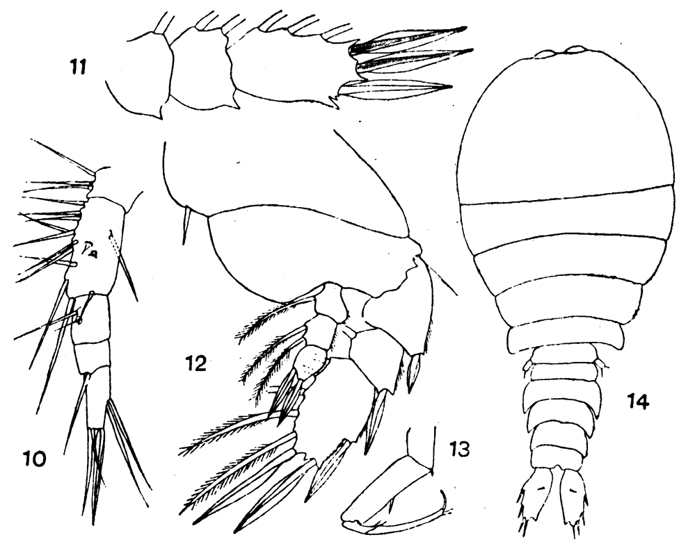 Espèce Sapphirina scarlata - Planche 5 de figures morphologiques