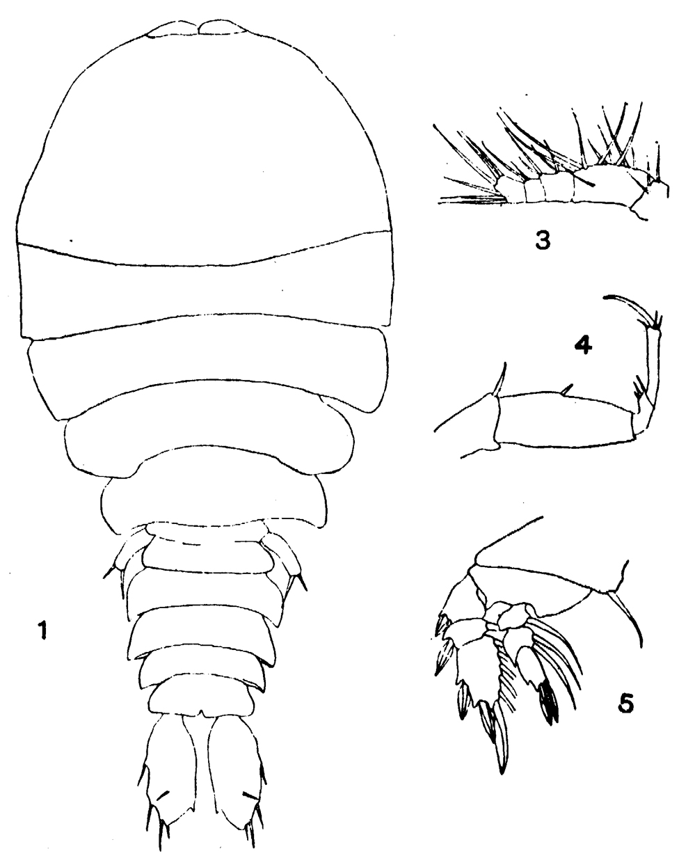 Species Sapphirina gastrica - Plate 4 of morphological figures