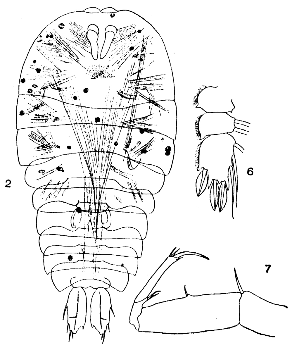 Species Sapphirina gastrica - Plate 5 of morphological figures