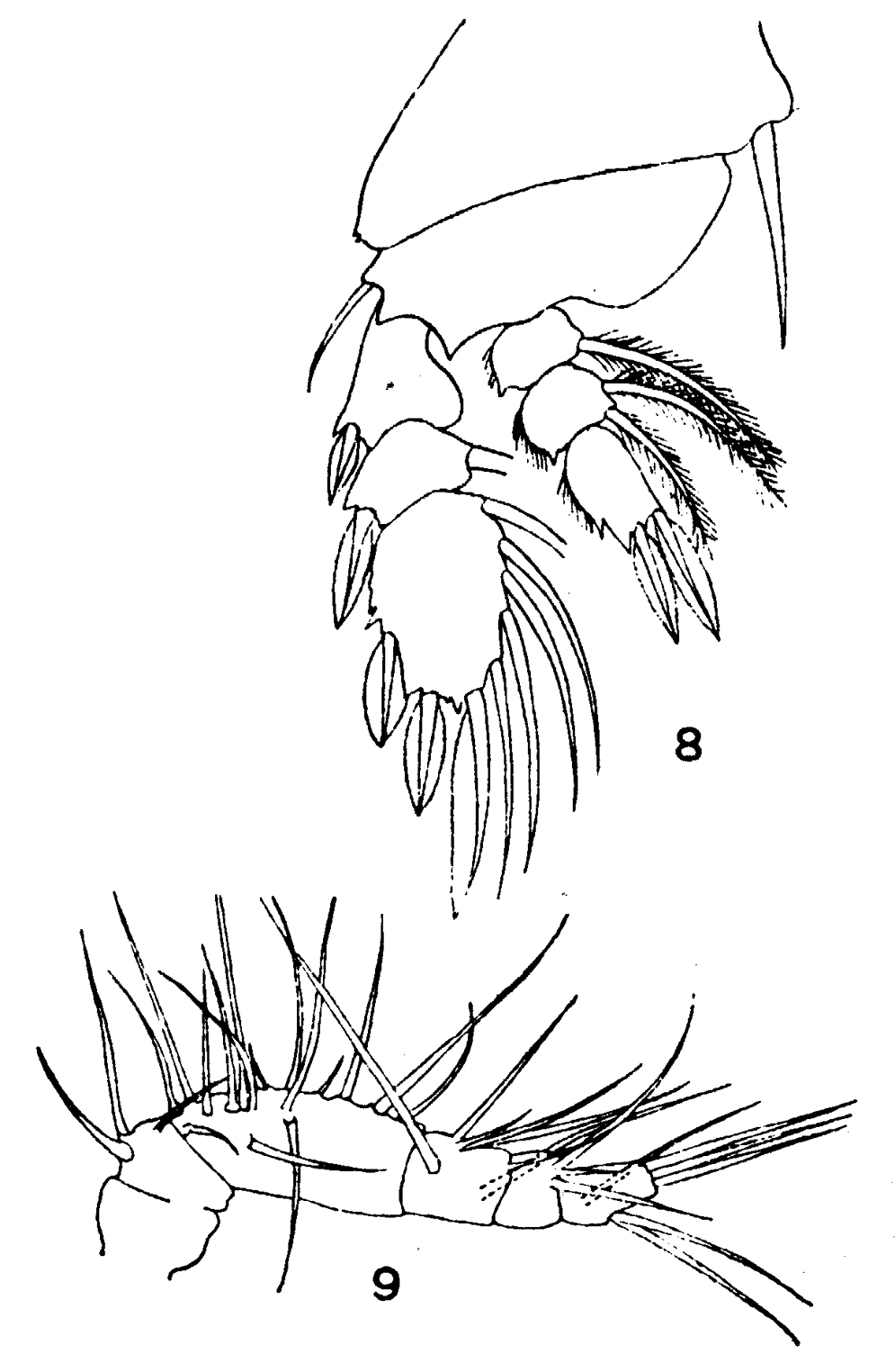 Species Sapphirina gastrica - Plate 6 of morphological figures