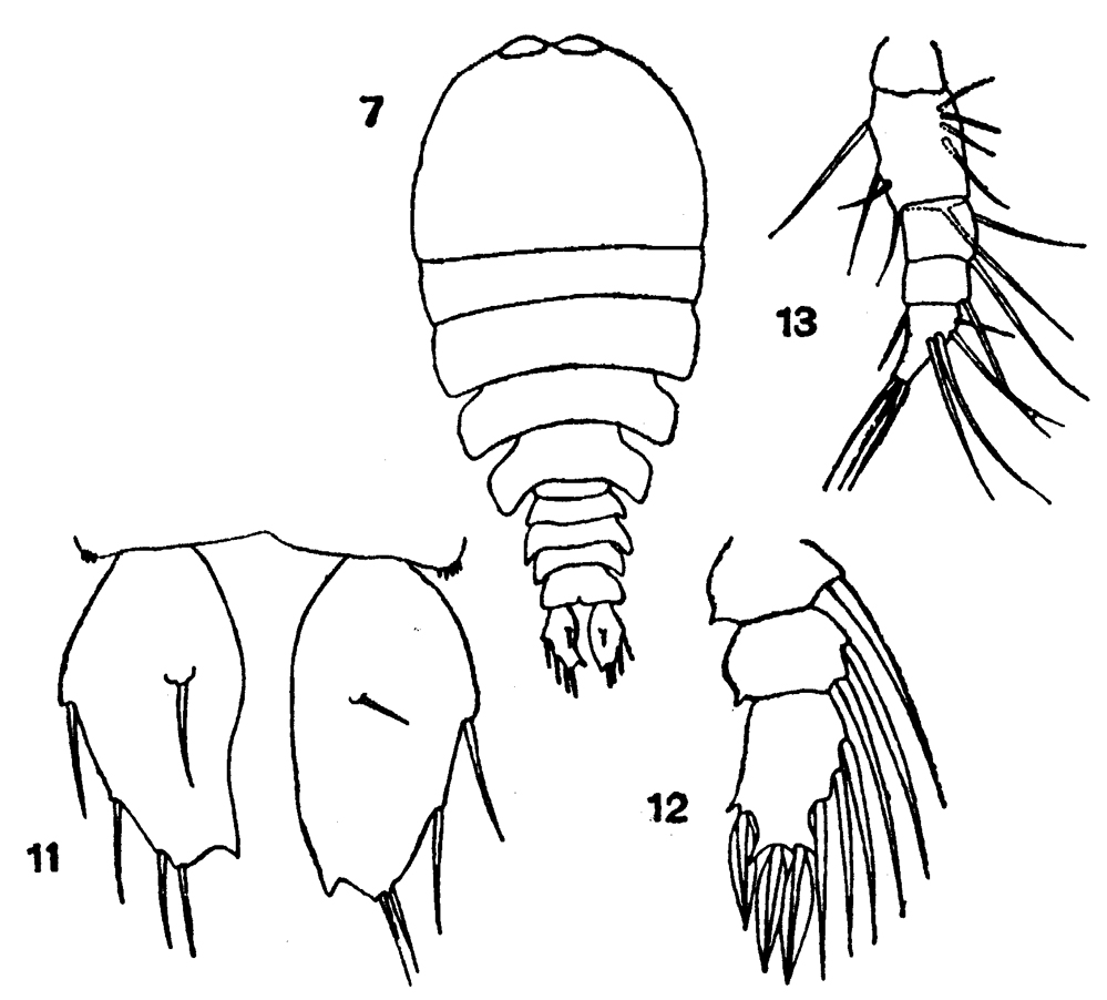 Species Sapphirina nigromaculata - Plate 11 of morphological figures
