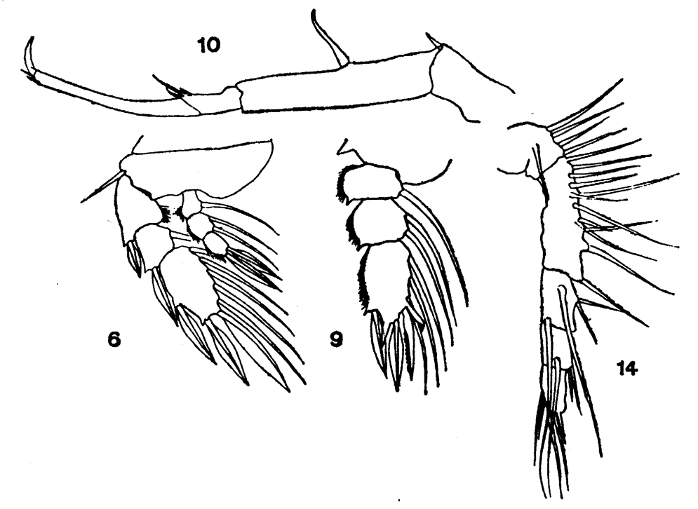 Species Sapphirina nigromaculata - Plate 13 of morphological figures