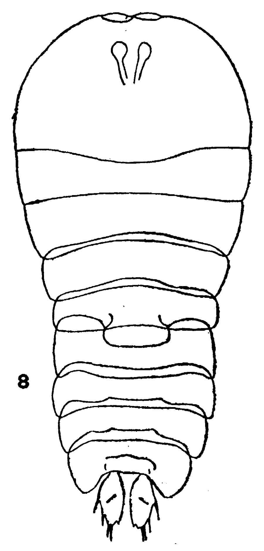 Species Sapphirina nigromaculata - Plate 12 of morphological figures