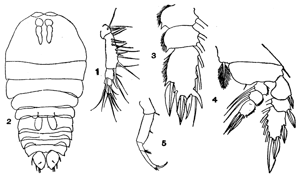 Species Sapphirina auronitens - Plate 4 of morphological figures