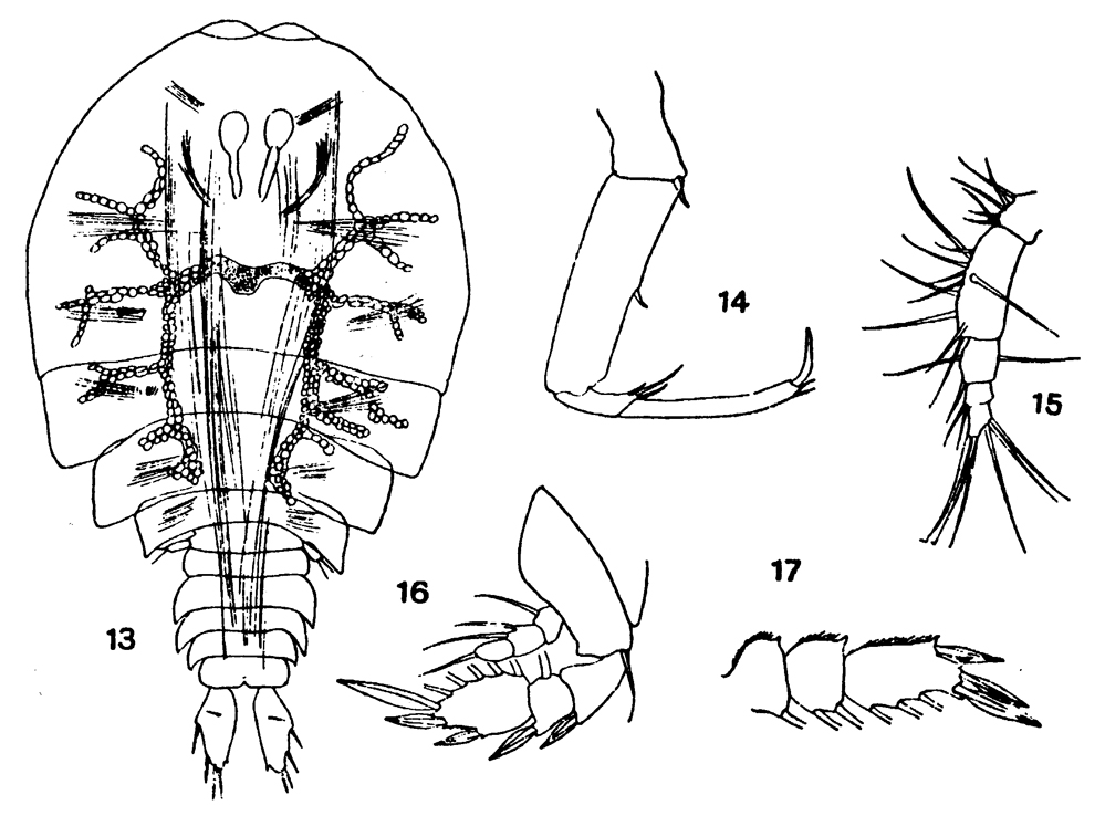 Species Sapphirina intestinata - Plate 5 of morphological figures
