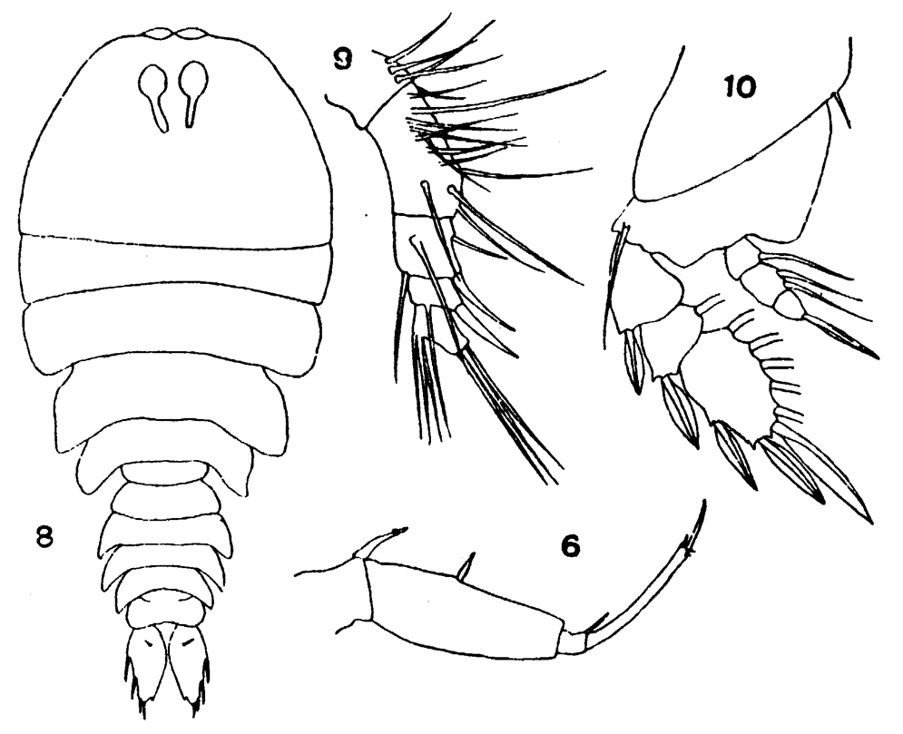Espce Sapphirina stellata - Planche 3 de figures morphologiques