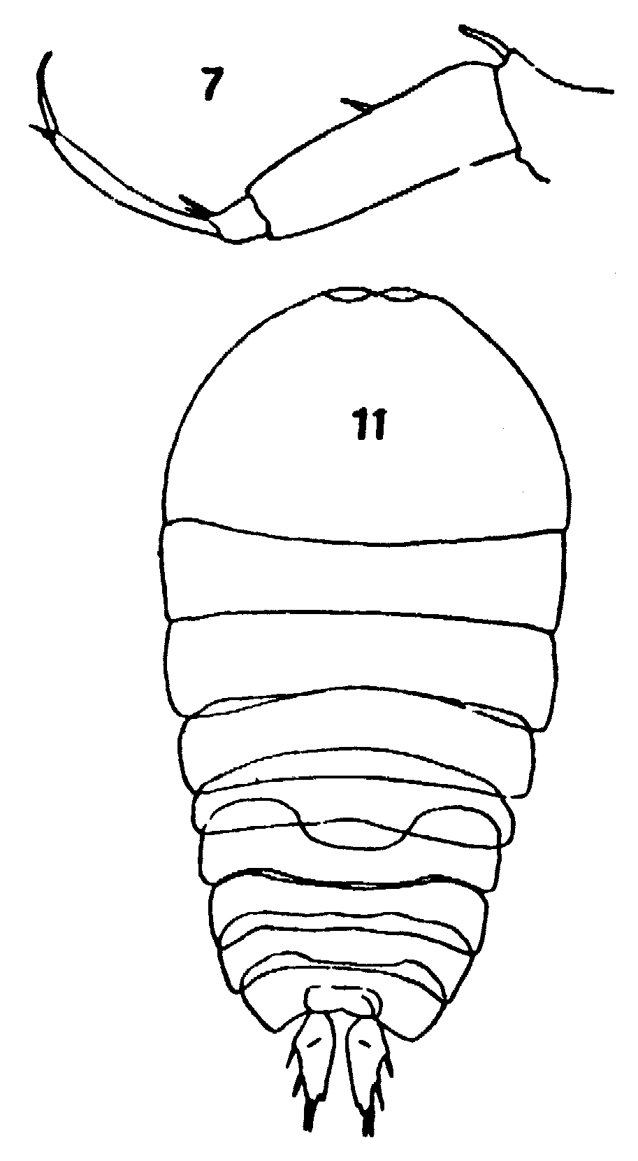 Espce Sapphirina stellata - Planche 4 de figures morphologiques