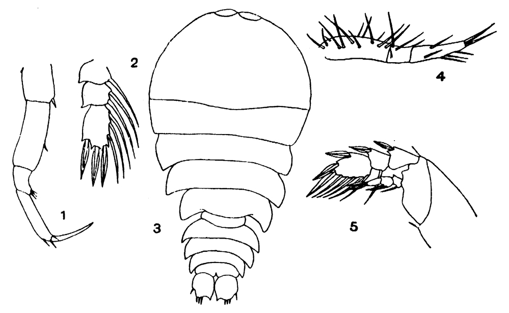 Species Sapphirina opalina - Plate 10 of morphological figures