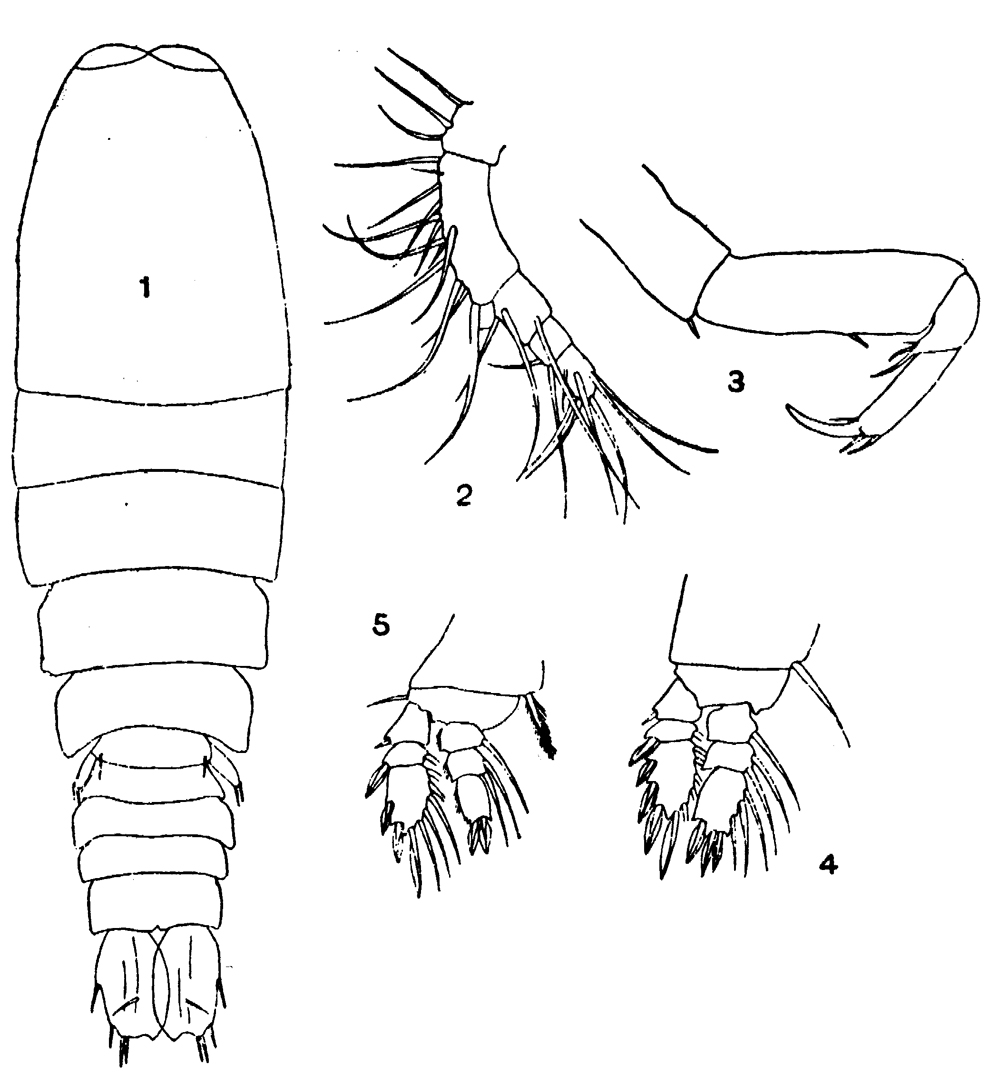 Species Sapphirina angusta - Plate 12 of morphological figures