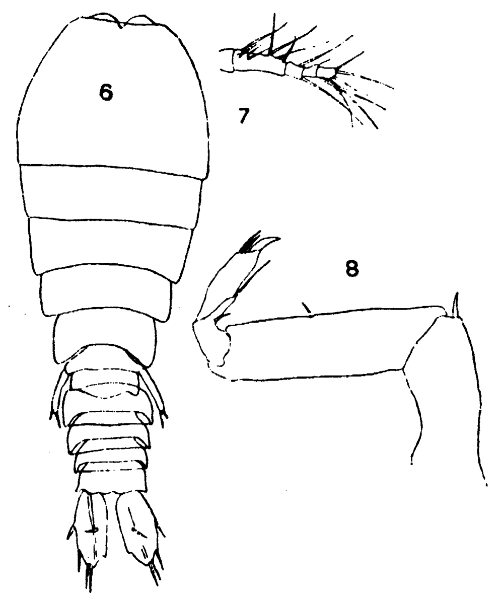 Espèce Sapphirina ovatolanceolata - Planche 9 de figures morphologiques