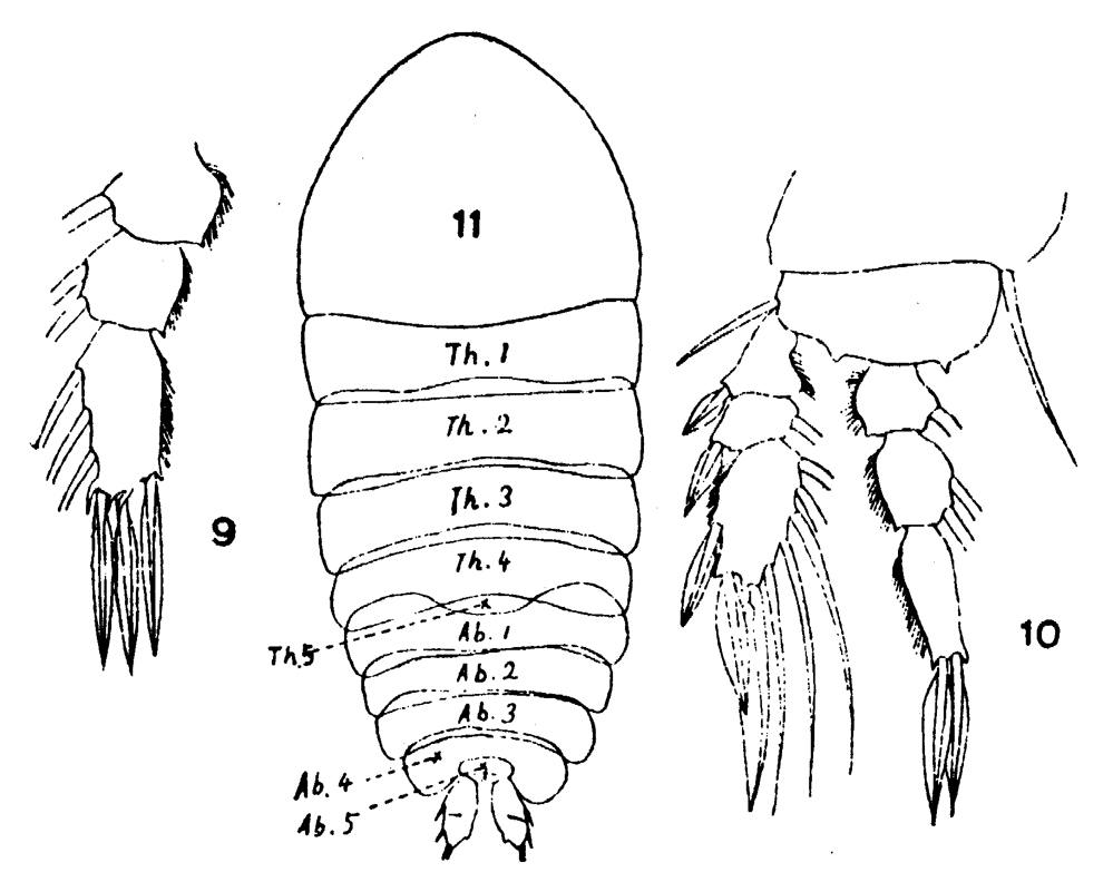 Espèce Sapphirina ovatolanceolata - Planche 10 de figures morphologiques